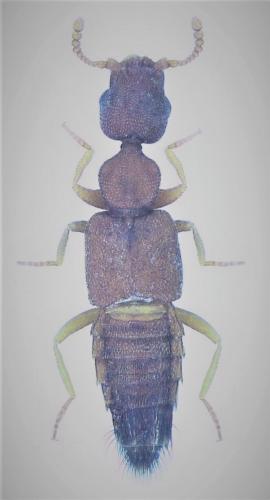 Réf. 325 132 : Echiaster sp.